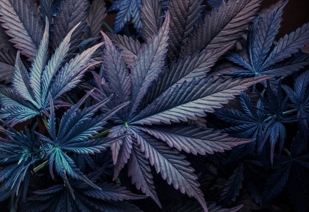 purple cannabis marijuana leaf