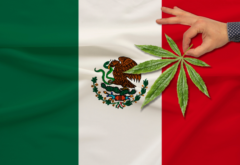 墨西哥大麻