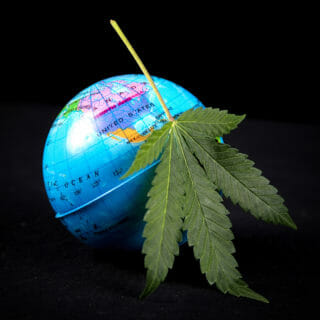 cannabis international trade war china hemp