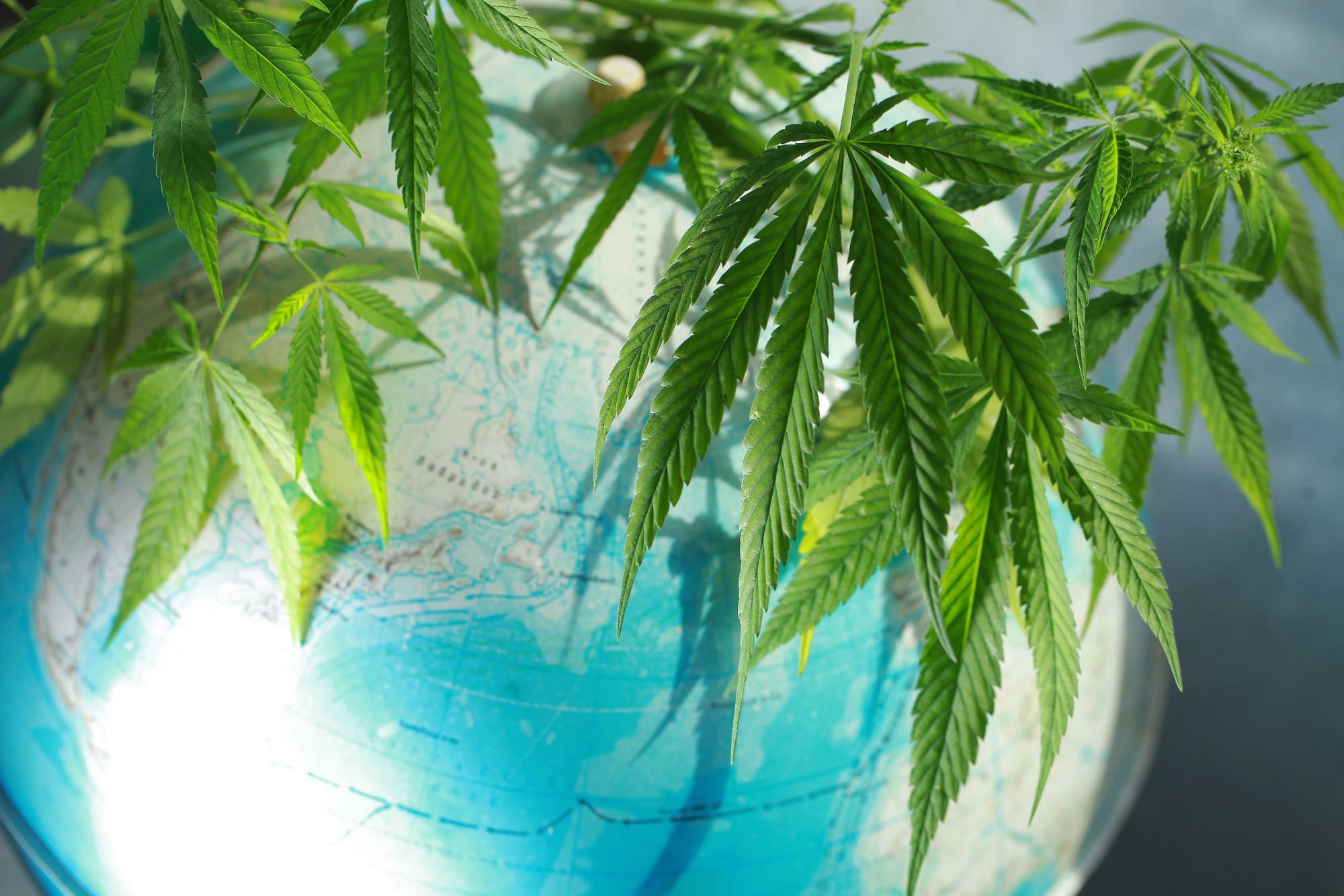 Green cannabis leaves drape over a blue and white globe, symbolizing the global presence or impact of cannabis—an image that reflects the vital role played by a Cannabis law firm in navigating international regulations.