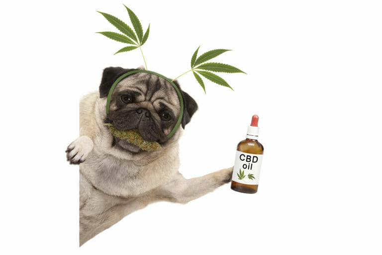 Perro con diadema de hojas de cannabis sosteniendo aceite de CBD