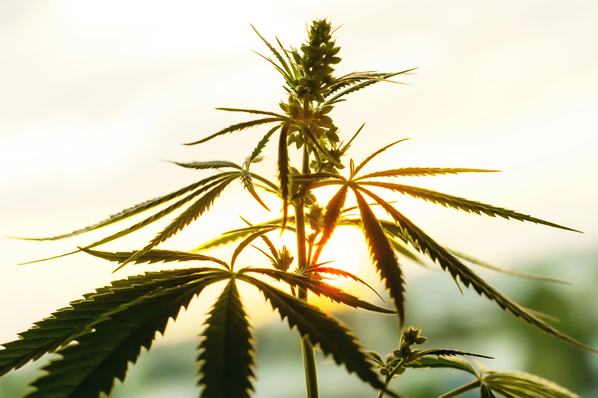 Close-up of a cannabis plant with serrated leaves and flower buds, backlit by sunlight against a blurred background.