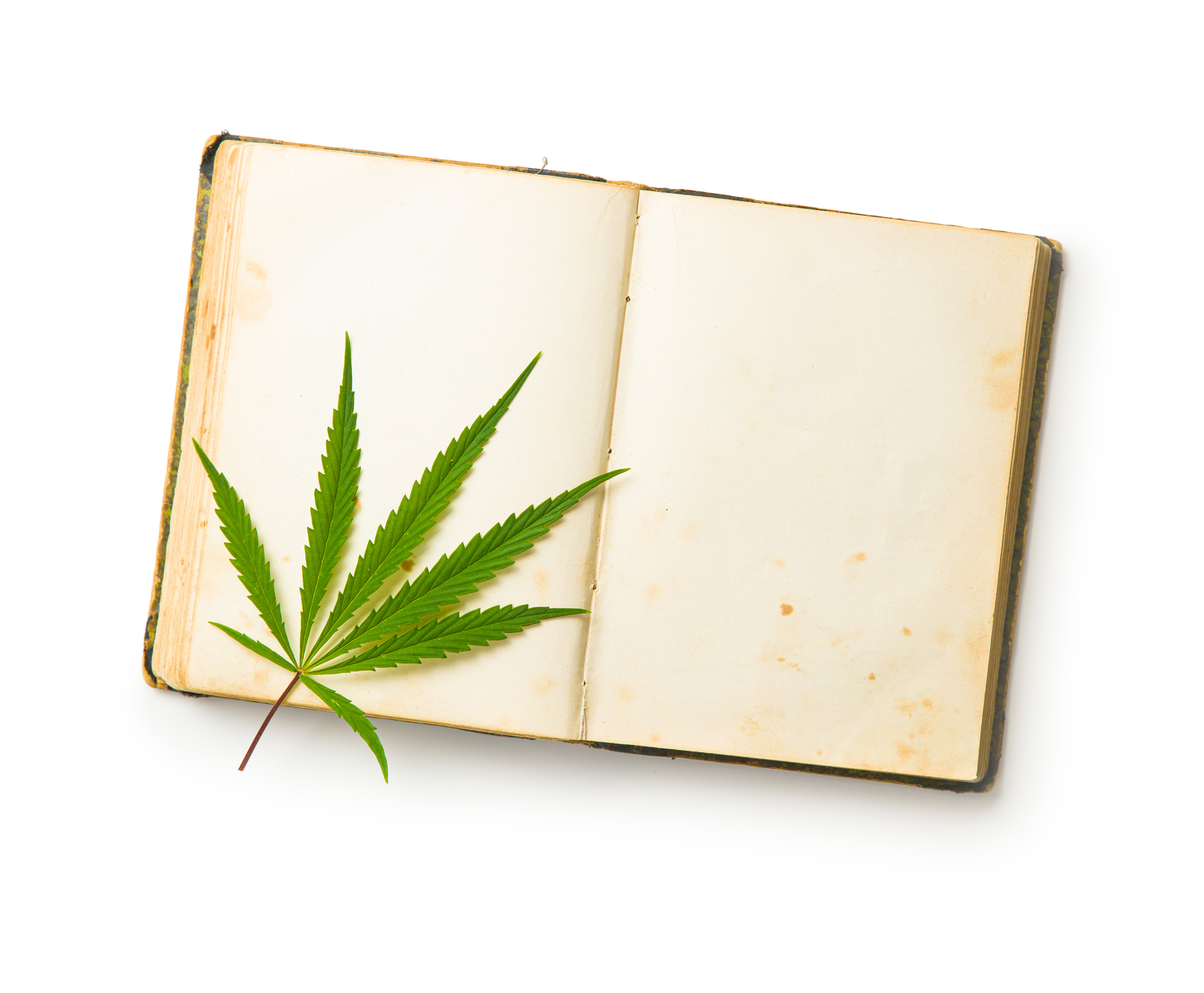 cannabis glossary