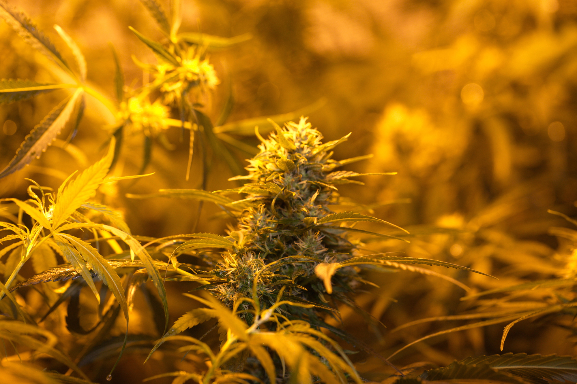 Close-up of a mature cannabis plant with dense buds and pointed leaves, illuminated by warm yellow lighting in a controlled growing environment.