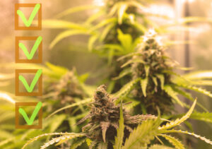california medical marijuana rescheduling