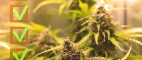 california medical marijuana rescheduling