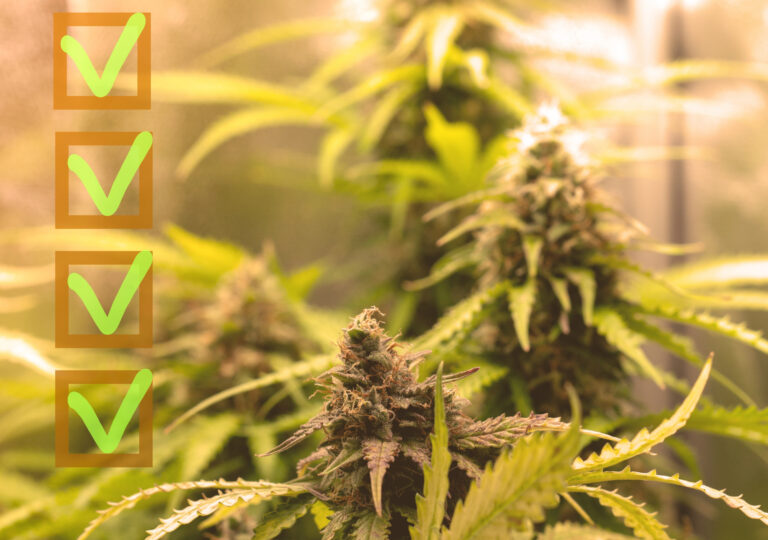 california medical marijuana rescheduling