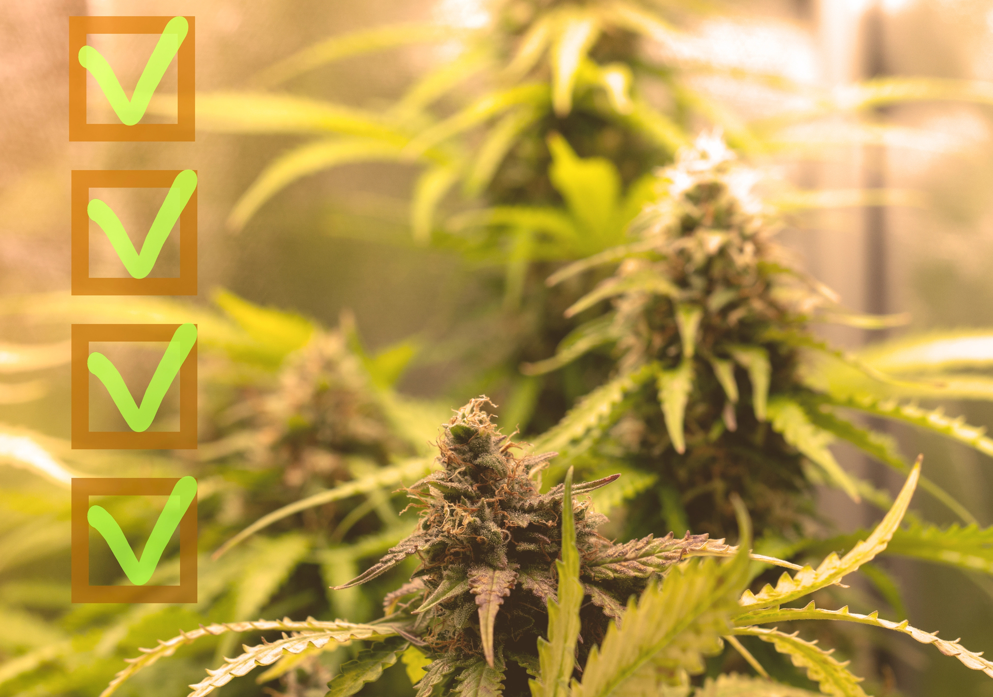What California Operators Must Do After Rescheduling: DEA Registration, License Restructuring, and 280E
