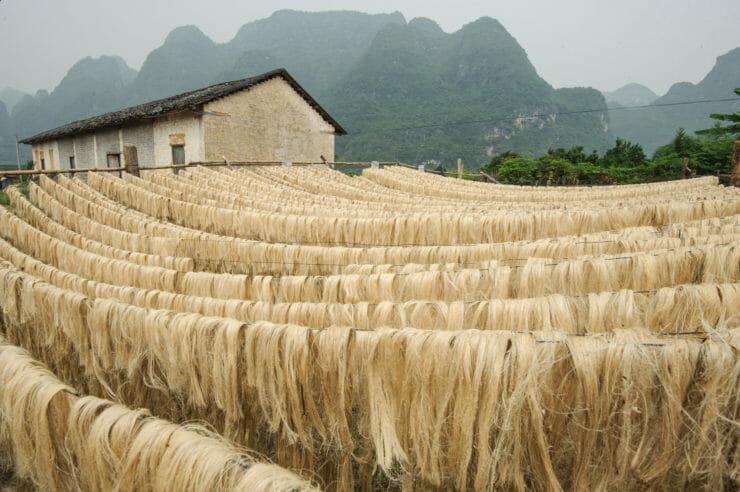 Sisal fiber hanging drying in field