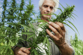 marijuana farm employment Oregon