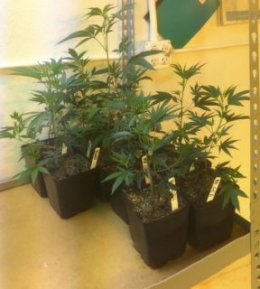 Washington State New Cannabis laws
