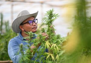 A person working in weed, wearing a hat, examines a cannabis plant in what appears to be an indoor cultivation facility.