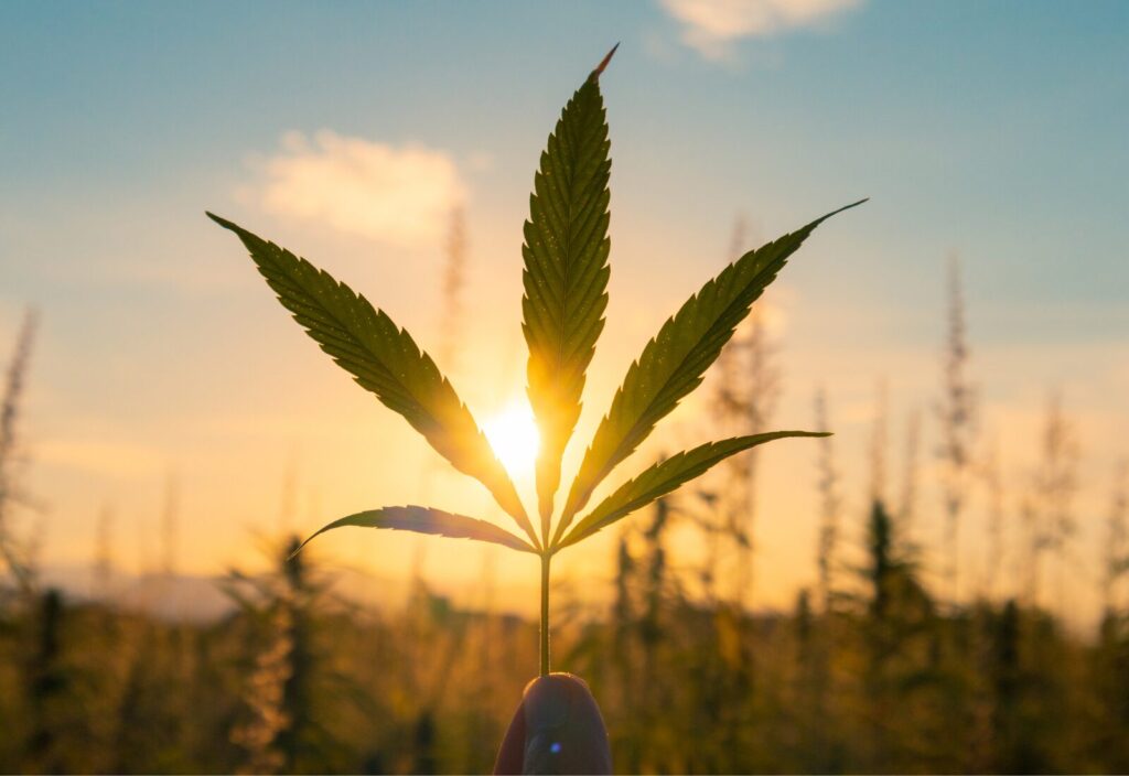 A person holding a cannabis leaf against a sunset in a field, as if nature's quiet arbitration were settling the day's disputes with serenity.