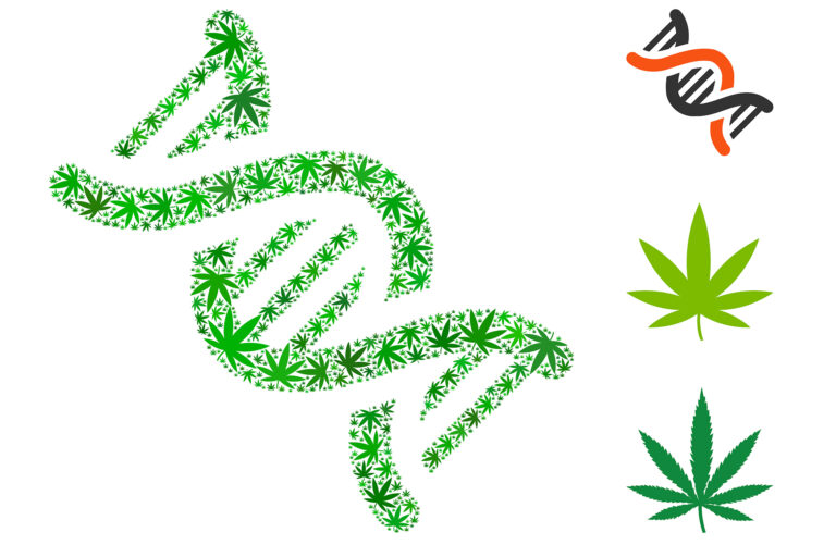 Imagen de una doble hélice verde de ADN creada con formas de hojas de cannabis, que destaca el concepto de los genes del cannabis. Incluye iconos individuales de una cadena de ADN negra y naranja, y dos hojas verdes de cannabis en el lado derecho.