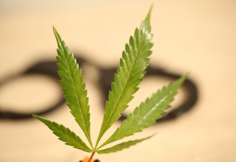 俄勒冈州大麻：联邦法院驳回俄勒冈州大麻公司对警察扣押和销毁大麻提出的索赔要求