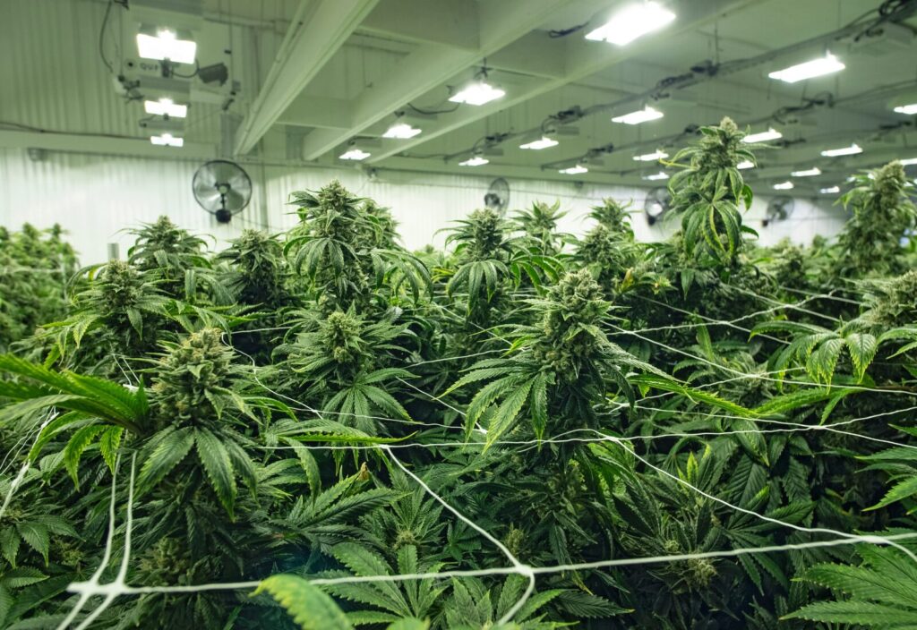 alquiler de cannabis comercial en washington