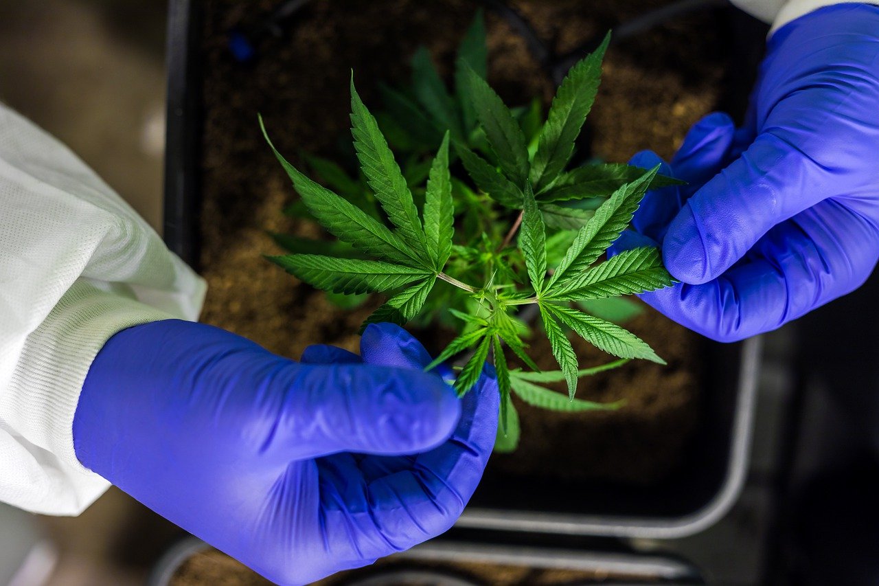 A person in blue gloves carefully handles a young cannabis plant in a soil-filled pot in a laboratory setting.