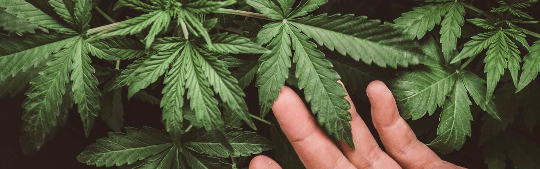 A person's hand reaching out to a cannabis plant.